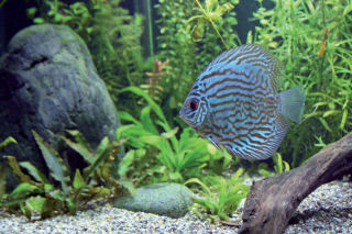 Loistelamppu F15W/174 Aquastar G13
